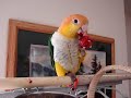Merry the White-Bellied Caique
