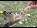 Cute and Funny Animals Cute and Funny Animals