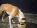 SPIKE.wmv