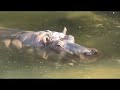 Erlebnis-Zoo Hannover 2006-part 1