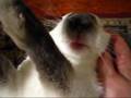 Hypnotized Bunny
