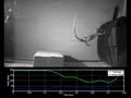 UC Berkeley Leaping Lizard & Robot