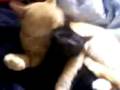 videos de Mis gatos