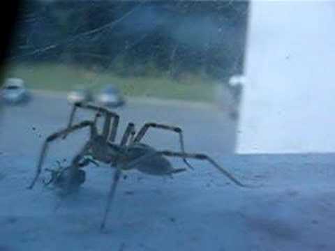 Spider vs Japanese Beetle #3