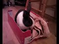 Dutch Bunny - Basil Again!