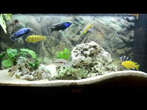 how to adjust ph in aquarium
