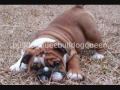 English Bulldog News photo of the month contest- April 2010