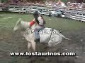 TORO EL LANGOSTINO - LOS TAURINOS MONTA DE TOROS COSTA RICA TORO EL LANGOSTINO - LOS TAURINOS MONTA DE TOROS COSTA RICA