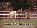 TORO EL LANGOSTINO - LOS TAURINOS MONTA DE TOROS COSTA RICA