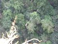 Oribi Gorge Swing