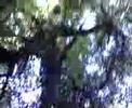 Lance Stuck in a Tree?