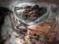 P  Ornata Egg Sac Movie 2