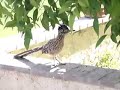 Roadrunner Roadrunner