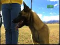 Breed All About It - Belgian Sheepdog Breed All About It - Belgian Sheepdog