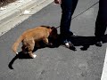 Nova Scotia Duck Tolling Retriever puppy Nova Scotia Duck Tolling Retriever puppy