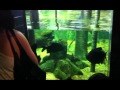aquario de santos.dvd