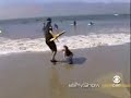 Cane surfista