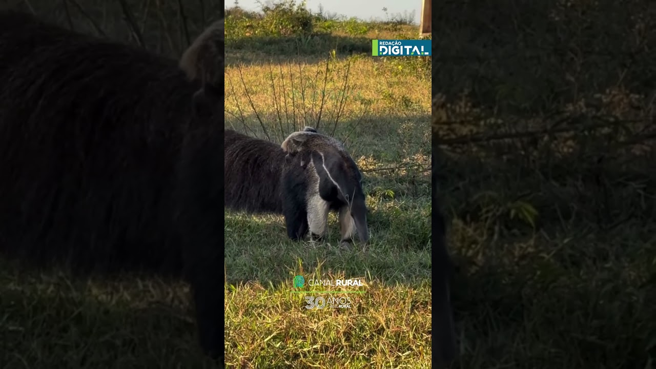 Mãe tamanduá e filhote são registrados em cena rara no Pantanal