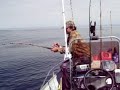 RICH W  LANDS HUGE BLUE SHARK IN THE BOAT OFF HUMBOLDT BAY