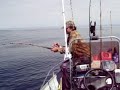 RICH W  LANDS HUGE BLUE SHARK IN THE BOAT OFF HUMBOLDT BAY