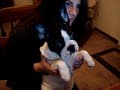French Bulldog Emmit\