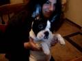 French Bulldog Emmit's Reaction reaction to cat's reaction