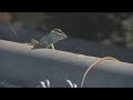 Green Anole Standoff Green Anole Standoff
