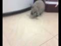 Merlin getting out of a corner