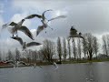 Muggekut Edition.wmv