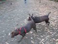 CHOCOLATE BASE　おバカな犬　（ドッグランではしゃぐチョコアダ）