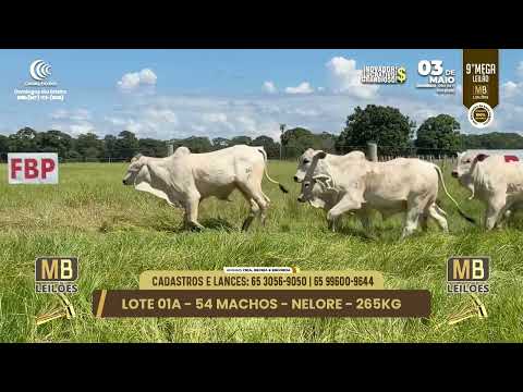 9� MEGA LEIL�O DA MB LEIL�ES