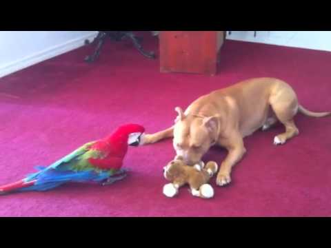 gator pitbull