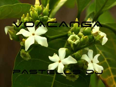 how to grow voacanga africana