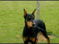 DOBERMANN