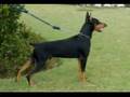 DOBERMANN