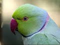 Olhai para as aves do Cêus !