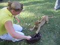 Baby lion cub chewing handbag - Doha Zoo