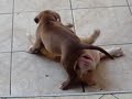 FILHOTES COM 37 DIAS DE VIDA PIT BULL