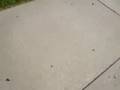 videos de sabby+sarah