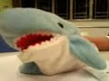 shark singing Wake me up when September Ends shark singing Wake me up when September Ends