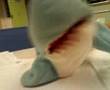 shark singing Wake me up when September Ends