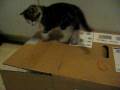 videos de Chuck, the kitten
