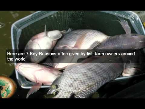 how to grow tilapia