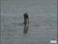 Max the Weimaraner