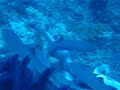 White-tip reef sharks in Sipadan, Malaysia