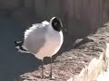 Animais do deserto - Altiplanos do Atacama