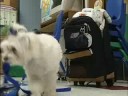 2001 Animal Hall of Fame - Therapy