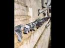 hakan-sedef.html