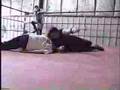 Ballz Ryder & Dick Loin vs. Chris Richter & David Fuller 2