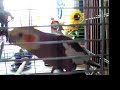 Elmo the Cockatiel Sings and Dances